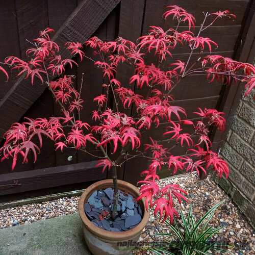 Javor dlaňolistý Starfish, výška 80/100 cm, v črepníku C10 Acer Palmatum Starfish