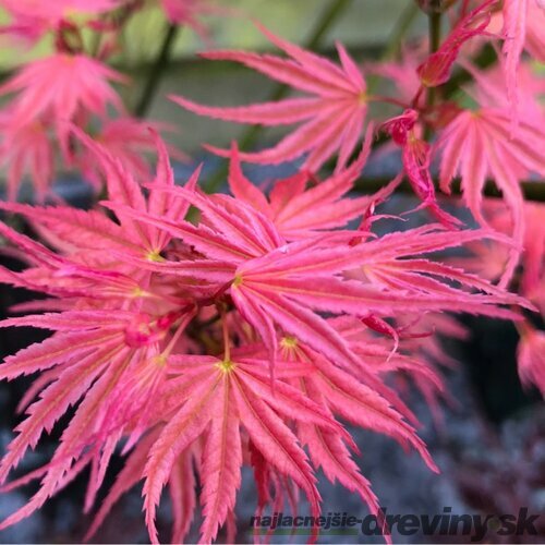 Javor dlaňovitolistý (japonský) Phoenix, výška 25/35 cm, v črepníku Acer palmatum Phoenix