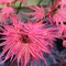 Javor dlaňovitolistý (japonský) Phoenix, výška 25/35 cm, v črepníku Acer palmatum Phoenix