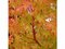 Javor dlaňovitolistý ( japonský) - solitér “Sangokaku -Koralová kôra“ 150/+ cm, v črepniku 12l Acer palmatum “Sangokaku