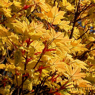 Javor horský Briliantissimum 180/250 cm, v črepníku Acer Pseudoplatanus Briliantissimum