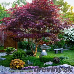 Javor japonský Atropurpureum 130/150 cm, v črepníku Acer Palmatum Atropurpureum