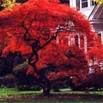 Javor japonský Atropurpureum 25/35 cm, v črepníku Acer Palmatum Atropurpureum