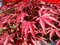 Javor japonský Atropurpureum solitér XXL 160/200 cm, v črepníku Acer palmatum Atropurpureum
