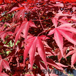 Javor japonský Atropurpureum solitér XXL 160/200 cm, v črepníku Acer palmatum Atropurpureum