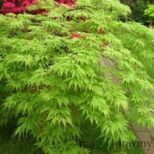 Javor japonský Disssectum 25/35 cm, v črepníku Acer Palmatum Dissectum