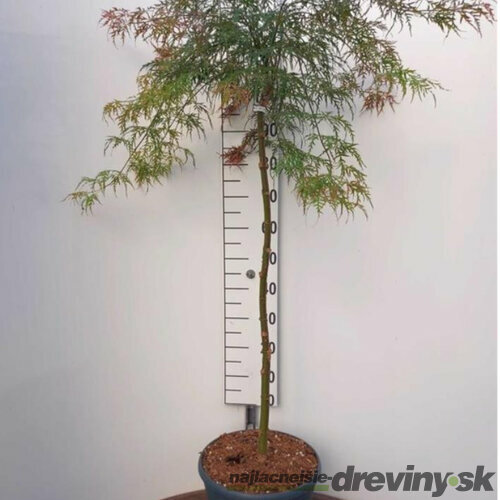 Javor japonský Garnet na kmienku 120/140 cm, dáždnikový SOLITÉR, v črepníku 18l Acer palmatum Garnet