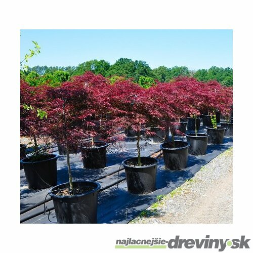 Javor japonský Garnet na kmienku 120/140 cm, obvod 10/12 cm, v črepníku Acer Garnet