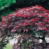 Javor japonský Garnet na kmienku 60/80 cm, v črepníku Acer Garnet