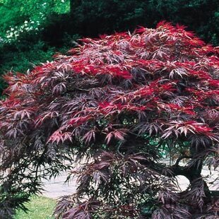Javor japonský Garnet na kmienku 60/80 cm, v črepníku Acer Garnet