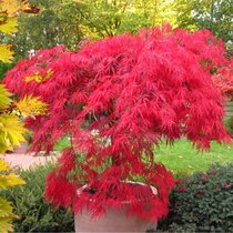 Javor japonský Garnet, výška 35/55 cm, v črepníku Acer Garnet