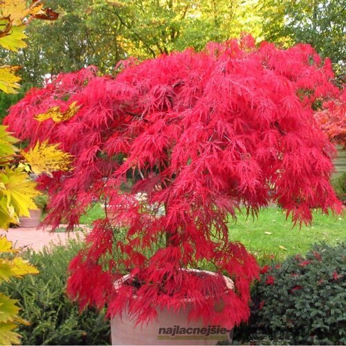 Javor japonský Garnet, výška 35/55 cm, v črepníku Acer Garnet