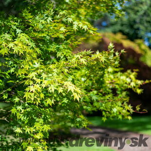 Javor japonský Going Green, výška 30/40 cm Acer pal. Going Green