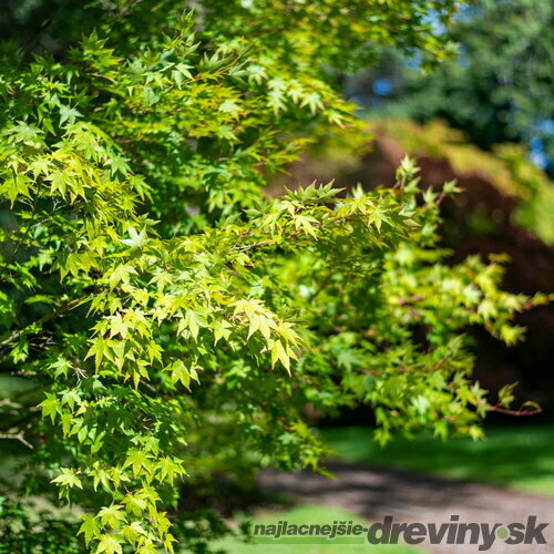 Javor japonský Going Green, výška 30/40 cm Acer pal. Going Green