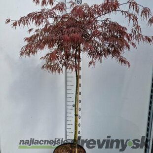 Javor japonský Inaba Shidare na kmienku 140/160 cm, dáždnikový SOLITÉR, v črepníku 18l Acer palmatum Inaba Shidare