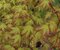 Javor japonský Katzura 40/60 cm, v črepníku Acer Palmatum Katzura