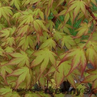 Javor japonský Katzura 40/60 cm, v črepníku Acer Palmatum Katzura