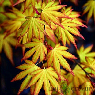 Javor japonský Orange Dream 30/40 cm, v črepníku Acer Orange Dream