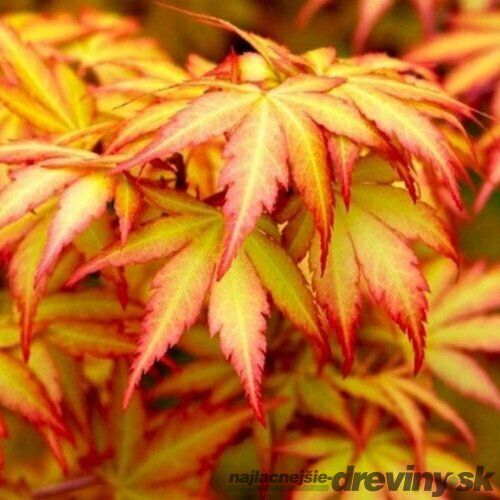 Javor japonský Orange Dream 40/50 cm, v črepníku Acer palmatum Orange Dream