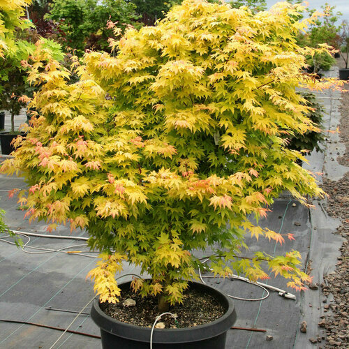 Javor japonský Orange Dream na kmienku 100/120 cm, v črepníku Acer palmatum Orange Dream