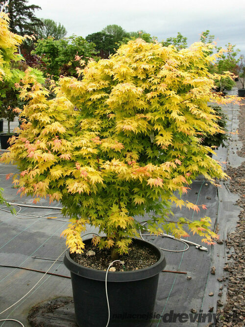 Javor japonský Orange Dream na kmienku 100/120 cm, v črepníku Acer palmatum Orange Dream