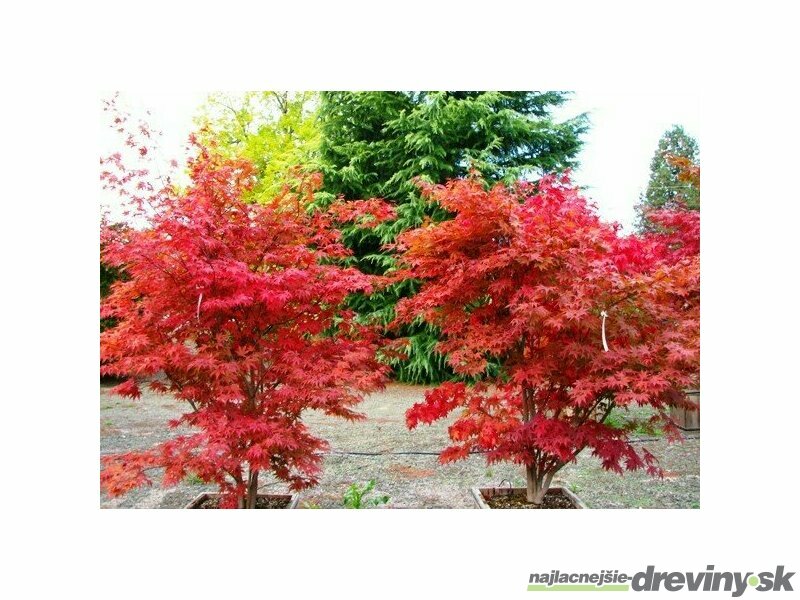 Javor japonský palmatum Fireglow