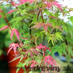 Javor japonský Phoenix 20/40 cm, v črepníku Acer palmatum Phoenix