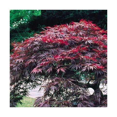 Javor japonský Shaina na kmienku 40/50 cm, v črepníku Acer palmatum ´Shaina´