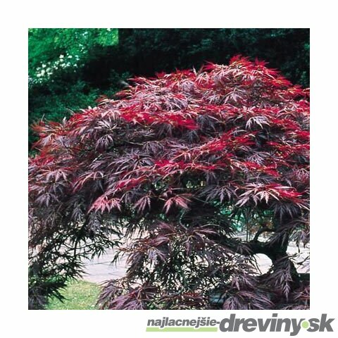 Javor japonský Shaina na kmienku 40/50 cm, v črepníku Acer palmatum ´Shaina´