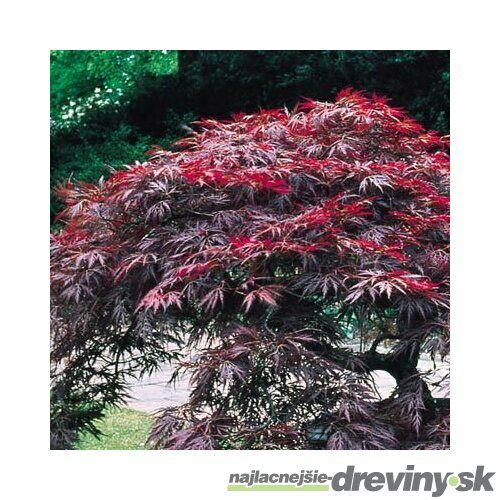 Javor japonský Shaina na kmienku 40/50 cm, v črepníku Acer palmatum ´Shaina´