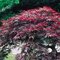 Javor japonský Shaina na kmienku 40/50 cm, v črepníku Acer palmatum ´Shaina´