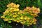 Javor japonský Shirasawanum 50/60 cm, v črepníku Acer Shirasawanum Aureum