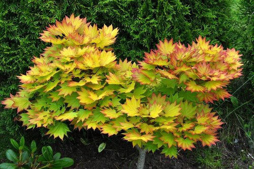 Javor japonský Shirasawanum 50/60 cm, v črepníku Acer Shirasawanum Aureum
