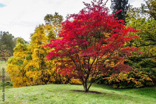 Javor japonský, výška 25/35 cm, v črepníku Acer palmatum