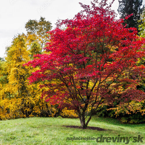 Javor japonský, výška 25/35 cm, v črepníku Acer palmatum