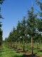 Javor kapadocký ‘RUBRUM‘, výška 125/150 cm, v črepníku 10l Acer cappadocicum ‘RUBRUM‘