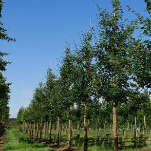 Javor kapadocký ‘RUBRUM‘, výška 125/150 cm, v črepníku 10l Acer cappadocicum ‘RUBRUM‘