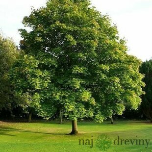 Javor mliečny 250/300 cm, v črepníku Acer platanoides