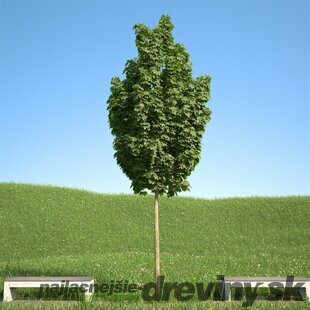 Javor mliečny Columnare 180/220 cm, v črepníku Acer platanoides Columnare