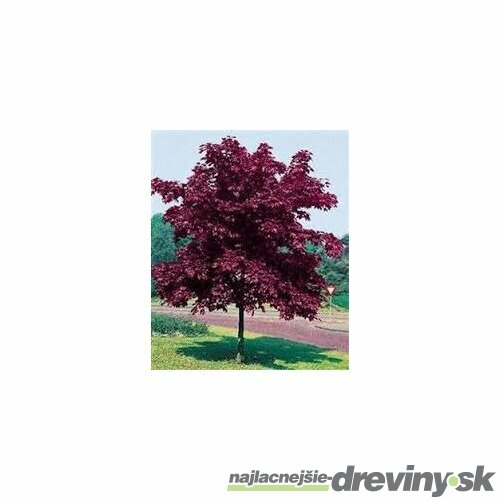 Javor mliečny Crimson King ( Karmínový kráľ ) 100/140 cm, v črepníku Acer platanoides Crimson King