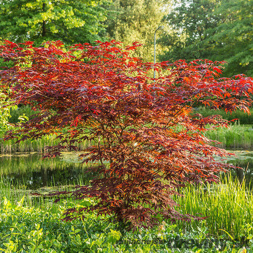 Javor mliečny Crimson King (Karmínový kráľ), výška 140/160 cm, v črepníku Acer platanoides Crimson King