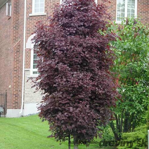 Javor mliečny Crimson Sentry, na kmienku 230/250 cm, obvod 6/8 cm, v črepníku Acer platanoides Crimson Sentry