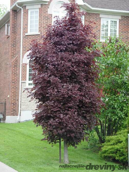 Javor mliečny Crimson Sentry, na kmienku 230/250 cm, obvod 6/8 cm, v črepníku Acer platanoides Crimson Sentry