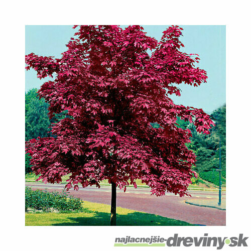Javor mliečny Crimsson King 160/180 cm, v črepníku Acer platanoides Crimsson King