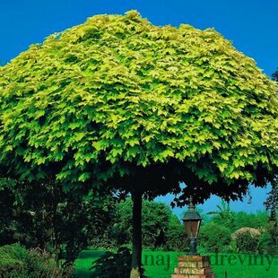 Javor mliečny Golden Globe na kmienku 150 cm v črepníku Acer platanoides Golden Globe