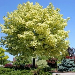 Javor mliečny Leopoldii na kmienku 230/260 cm, v črepníku Acer platanoides Leopoldii