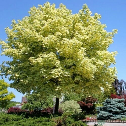 Javor mliečny Leopoldii na kmienku 230/260 cm, v črepníku Acer platanoides Leopoldii