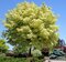 Javor mliečny Leopoldii na kmienku 230/260 cm, v črepníku Acer platanoides Leopoldii