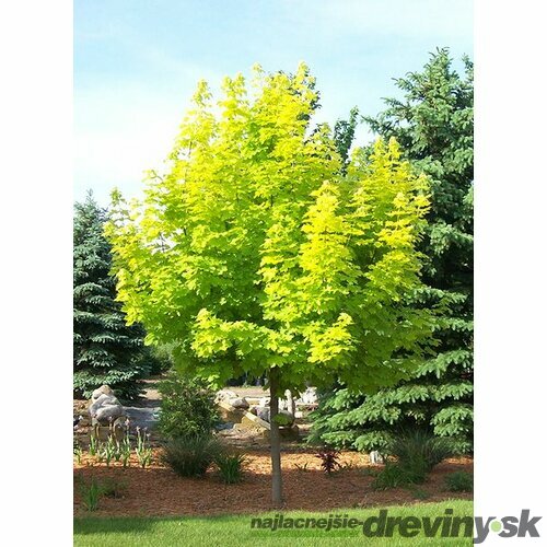 Javor mliečny Princeton Gold 110/130 cm, v črepníku Acer platanoides Princeton Gold