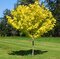 Javor mliečny Princeton Gold, 200/250 cm Acer platanoides Princeton Gold